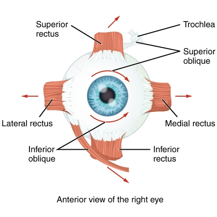 extraocular muscles