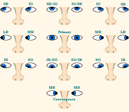 extraocular muscles