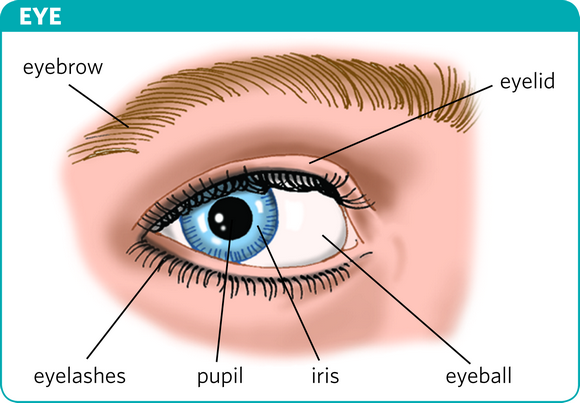 functions of parts of eye