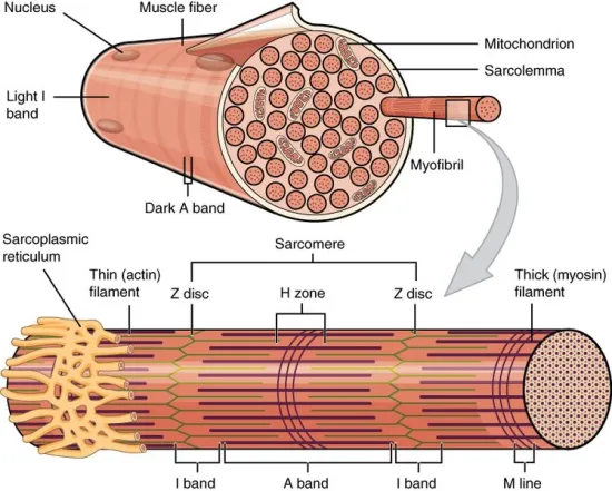 ultrastructure of extraocular muscle