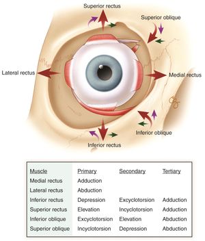 ultrastructure of extraocular muscle
